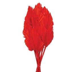 PALM SPEAR 50 cms. 8/10 cms. (54)