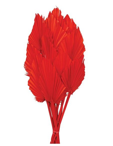 PALM SPEAR 50 cms. 8/10 cms. (54)