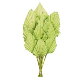 PALM SPEAR 50 cms. 8/10 cms. VERDE (60)
