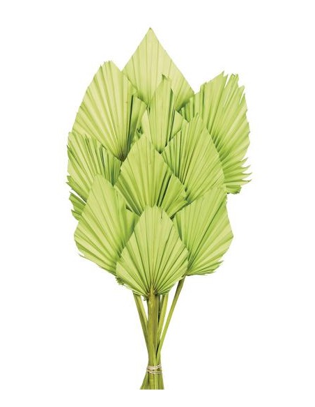 PALM SPEAR 50 cms. 8/10 cms. VERDE (60)