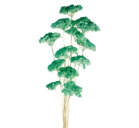 ACHILLEA FILIPENDULINA 70 cms. AZUL (75)