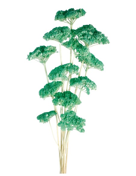 ACHILLEA FILIPENDULINA 70 cms. AZUL (75)