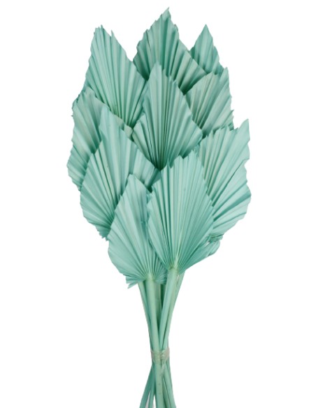 PALM SPEAR 50 cms. 8/10 cms. AZUL (75)