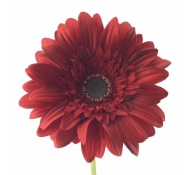 GERBERA (2292-08)