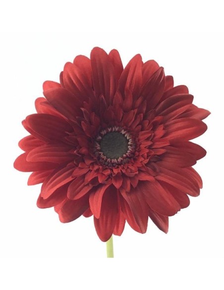 GERBERA (2292-08)