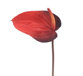 ANTHURIUM (2683-38)