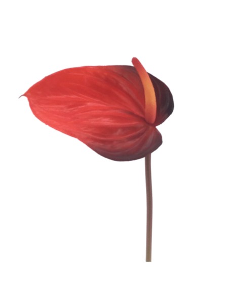 ANTHURIUM (2683-38)