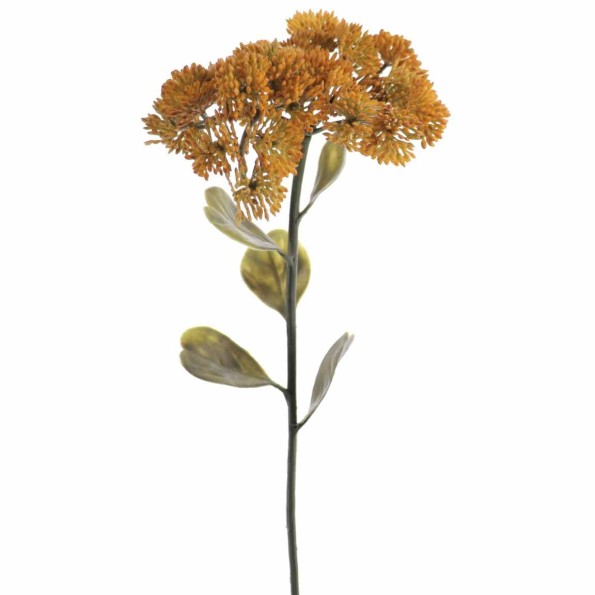 SEDUM (6842-02)