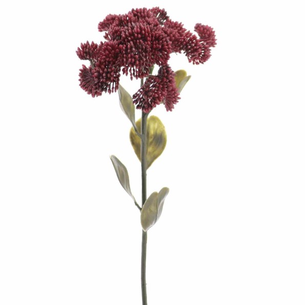 SEDUM (6842-17)