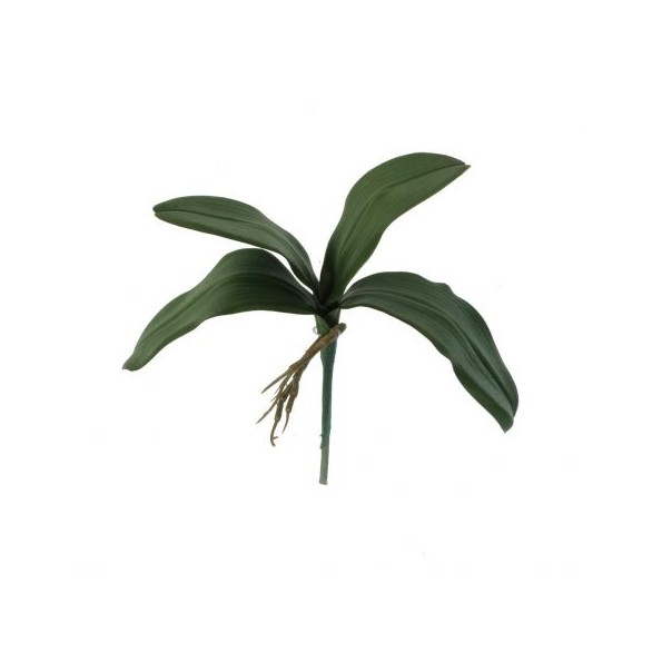 HOJA PHALENOPSIS X 4 (4412-09)