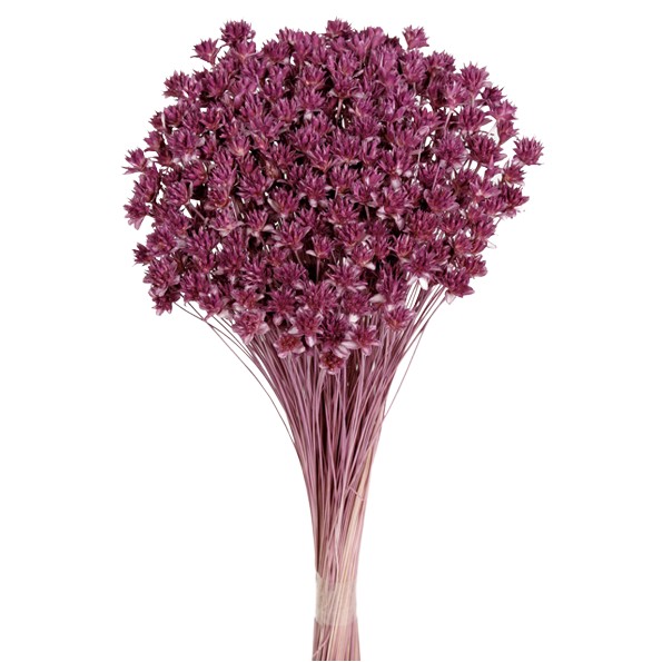 HILL FLOWER 45 cms. MORADO (80)