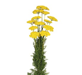ACHILLEA FILIPENDULINA 70 cms. NATURAL (04)