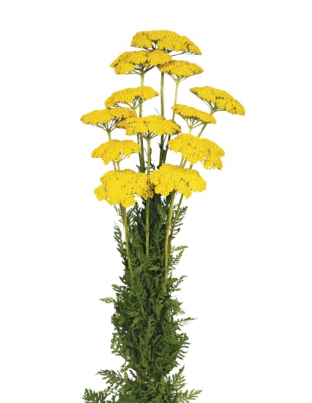 ACHILLEA FILIPENDULINA 70 cms. NATURAL (04)