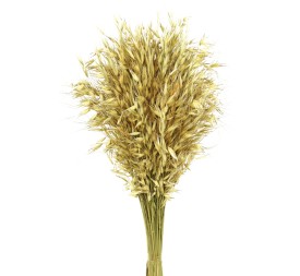 AVENA SALVAJE 80 cms. NATURAL (04)