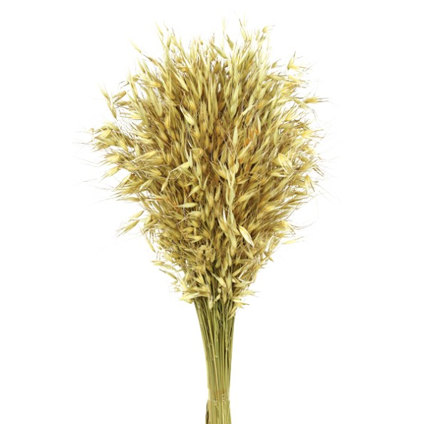 AVENA SALVAJE 80 cms. NATURAL (04)