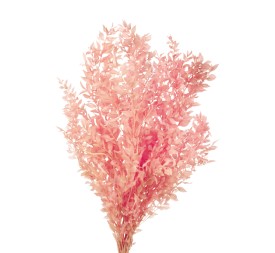 RUSCUS PRESS 70/80 cms. ROSA (40)