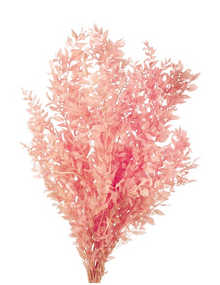 RUSCUS PRESS 70/80 cms. ROSA (40)