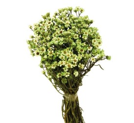 OXODIA 30 cms. VERDE (60)