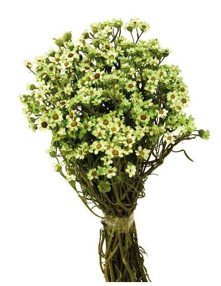 OXODIA 30 cms. VERDE (60)