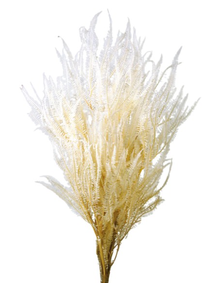 HELECHO x3 PRESS 60/80 cms. BLANCO (00)