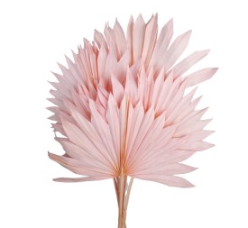 PALM SUN 60 cms. x 15/25 cms. ROSDA (40)