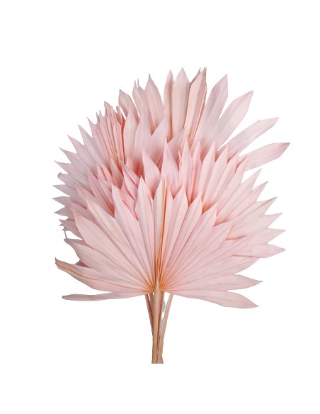 PALM SUN 60 cms. x 15/25 cms. ROSDA (40)
