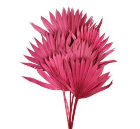 PALM SUN 60 cms. x 15/25 cms. ROSA (43)