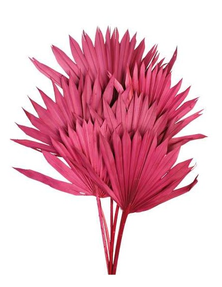 PALM SUN 60 cms. x 15/25 cms. ROSA (43)