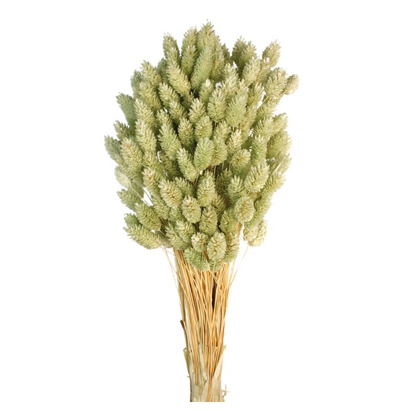 PHALARIS 80 cms. VERDE (F60)