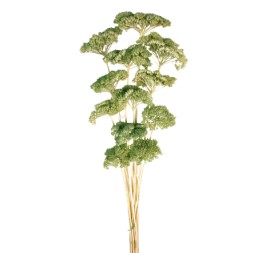 ACHILLEA FILIPENDULINA 70 cms. VERDE (F60)