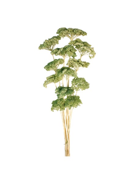 ACHILLEA FILIPENDULINA 70 cms. VERDE (F60)