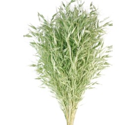 AVENA SALVAJE 80 cms. VERDE (F60)