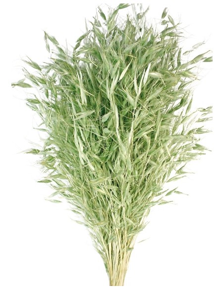 AVENA SALVAJE 80 cms. VERDE (F60)