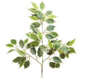 FICUS BENAJAMINA TWILIGHT TN X 54 (2107-68)