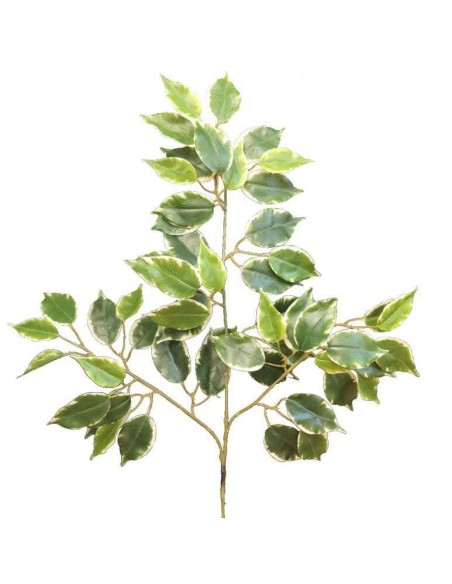 FICUS BENAJAMINA TWILIGHT TN X 54 (2107-68)