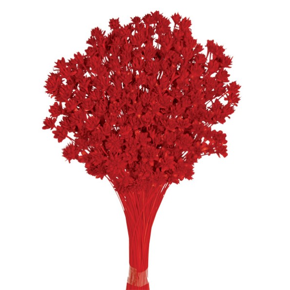 HILL FLOWER 45 cms. ROJO (54)