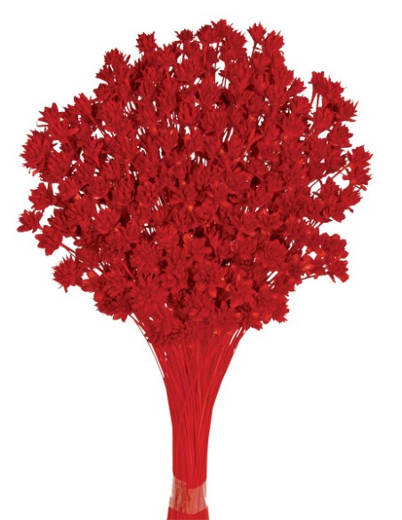 HILL FLOWER 45 cms. ROJO (54)