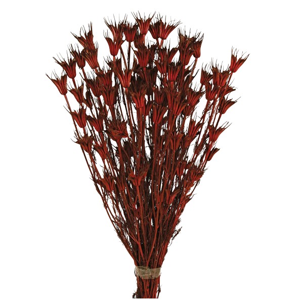 NIGELLA ORIENTALIS 50 cms. ROJO (57)