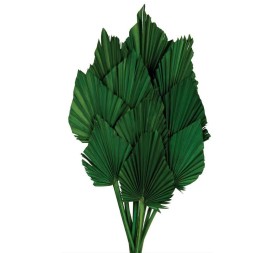 PALM SPEAR 50 cms. 8/10 cms. VERDE (67)