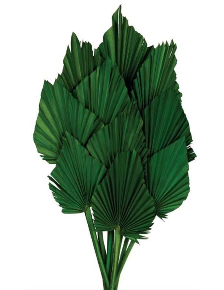 PALM SPEAR 50 cms. 8/10 cms. VERDE (67)