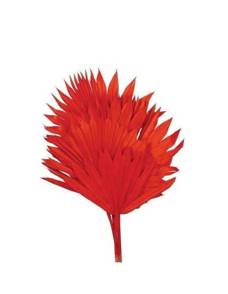 PALM SUN 60 cms. x 15/25 cms. (54)