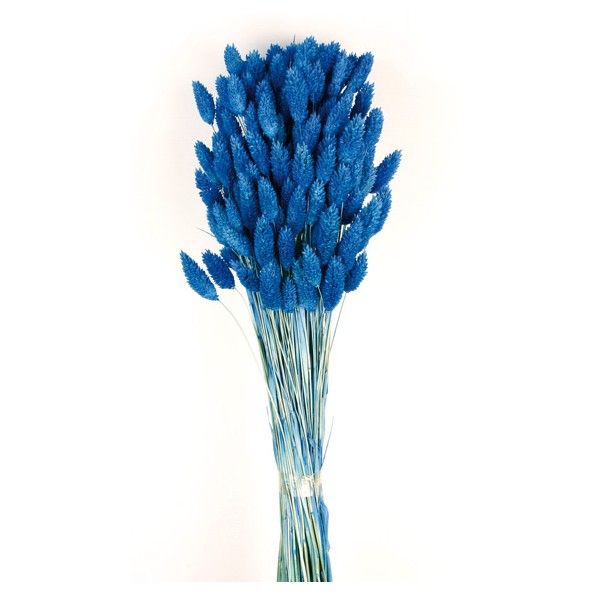 PHALARIS 80 cms. AZUL (73)