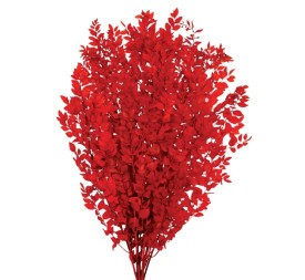 RUSCUS PRESS 70/80 cms. ROJO (54)
