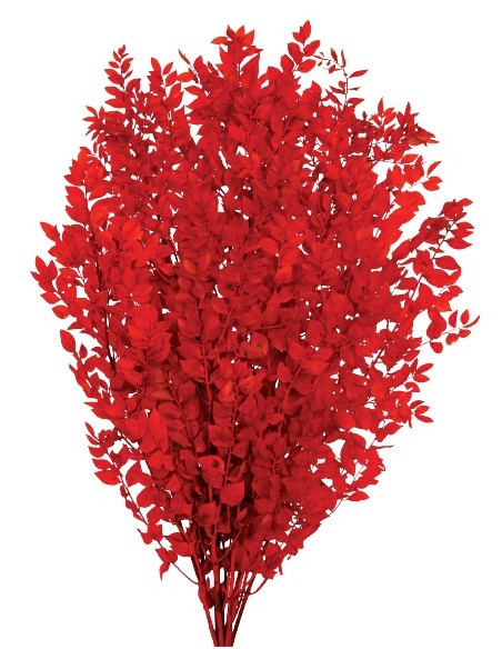 RUSCUS PRESS 70/80 cms. ROJO (54)