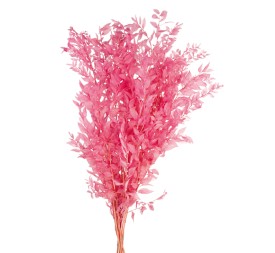 RUSCUS PRESS 70/80 cms. ROSA (42)