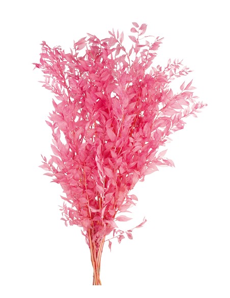 RUSCUS PRESS 70/80 cms. ROSA (42)