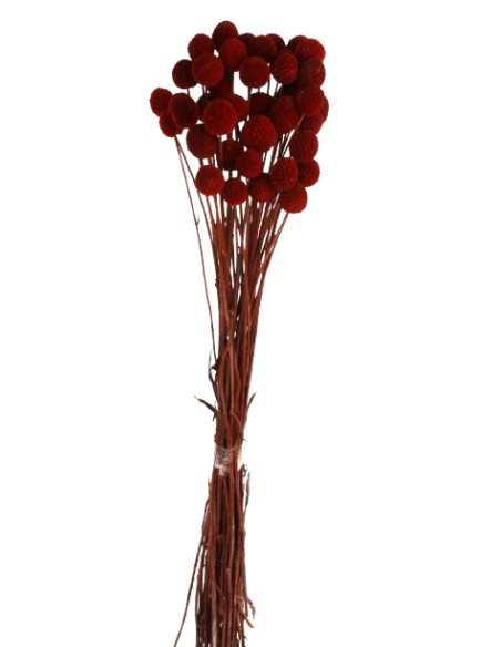 CRASPEDIA PRESS 50 cms. ROJO (59)