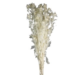 CARTAMO PRESS 60/70 cms. BLANCO (00)