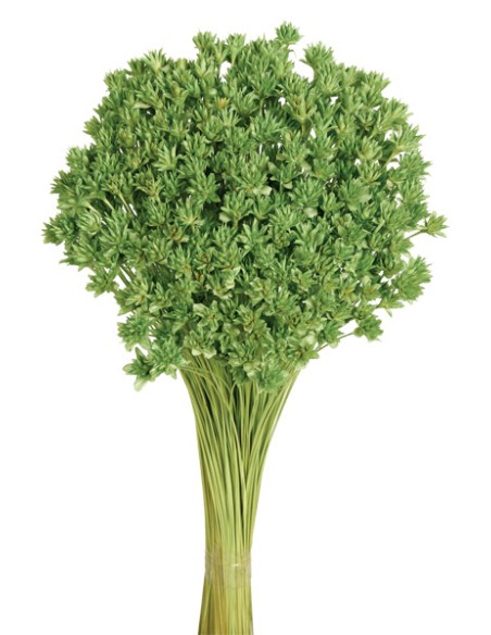 HILL FLOWER 45 cms. VERDE (60)