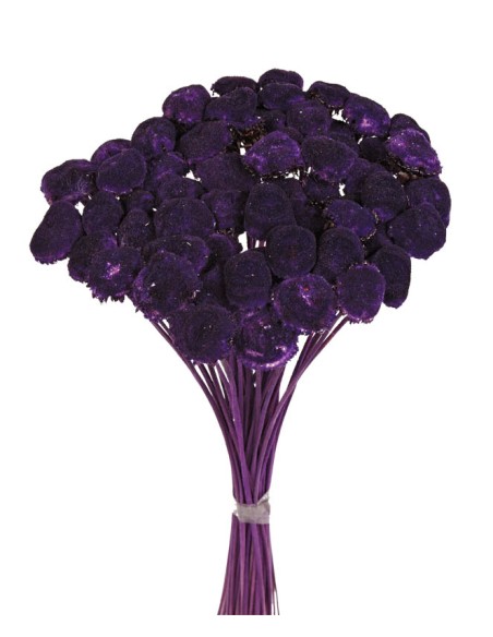 PALI PALA PRESS 50 cms. MORADO (88)